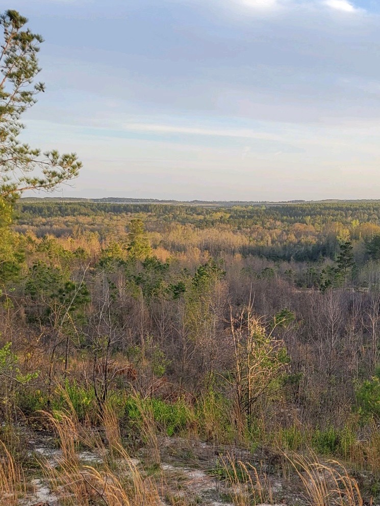 Timber and fields at Trigger Bow Ranch