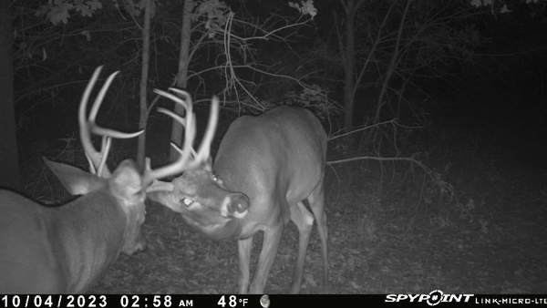 Two fired up bucks getting ready for the rut