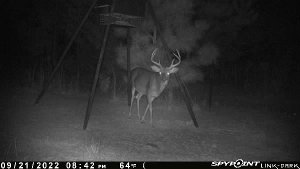 Mature buck on a trail camera at the feeder