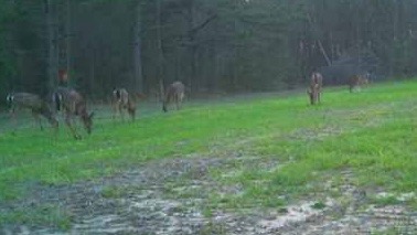Deer feeding on a green field at first light